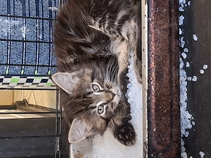 Eladó Maine Coon cica