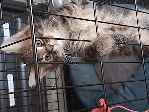 Eladó Maine Coon cica - kép 2