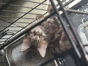 Eladó Maine Coon cica - kép 3