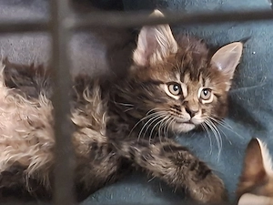 Eladó Maine Coon cica - kép 4