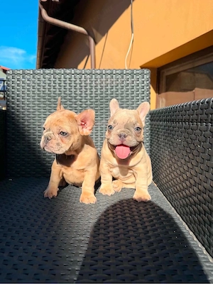 Francia Bulldog kiskutyák - kép 2