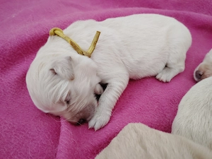 Golden Retriever  - kép 2