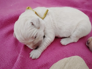 Golden Retriever  - kép 5