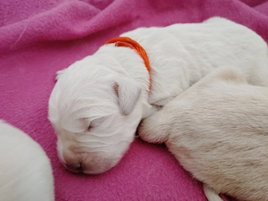 Golden Retriever  - kép 4