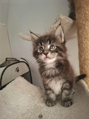 Gyönyörűséges Main Coon kandurka  - kép 3