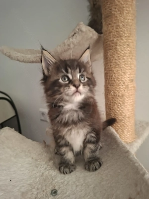 Gyönyörűséges Main Coon kandurka 