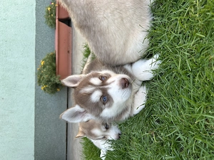 Kék szemű Szibériai husky - kép 2