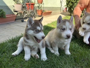 Kék szemű Szibériai husky - kép 3