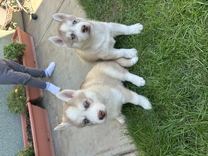 Kék szemű Szibériai husky - kép 4
