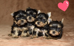 Mini méretű yorkshrie terrier kölykök 
