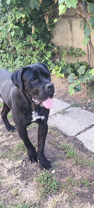 Cane corso kiskutyák  - kép 4