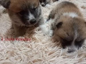 Japán Akita inu Kölyök kutya Eladó - kép 3