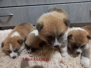 Japán Akita inu Kölyök kutya Eladó - kép 2