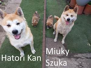 Japán Akita inu Kölyök kutya Eladó - kép 4