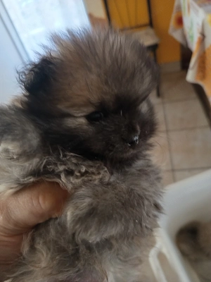 Pomeraniai torpespicc - kép 4