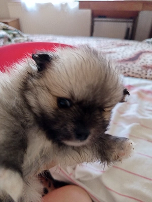 Pomeraniai torpespicc - kép 5
