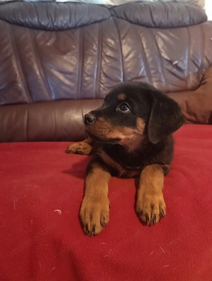 Rottweiler kan kiskutya - kép 3