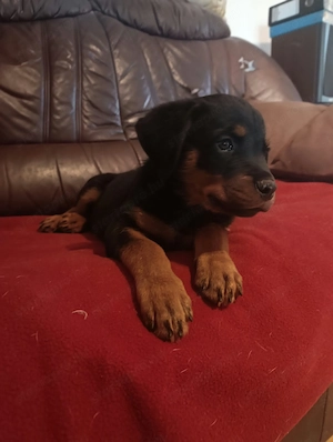 Rottweiler kan kiskutya - kép 2