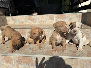 Amerikai staffordshire terrier kiskutyák - kép 3
