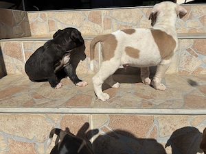Amerikai staffordshire terrier kiskutyák - kép 4