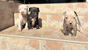 Amerikai staffordshire terrier kiskutyák - kép 2