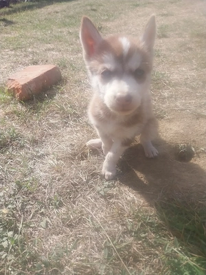 Szibériában husky eladó  - kép 2