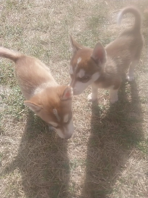 Szibériában husky eladó  - kép 3