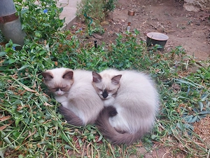 Ragdoll cica eladó - kép 2