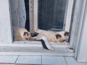 Ragdoll cica eladó - kép 3