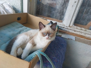 Ragdoll cica eladó
