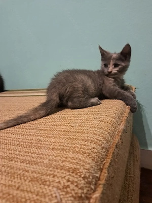 Maine coon mix kis lányok  - kép 6