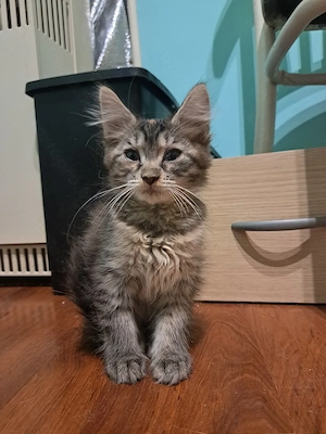 Maine coon mix kis lányok  - kép 4