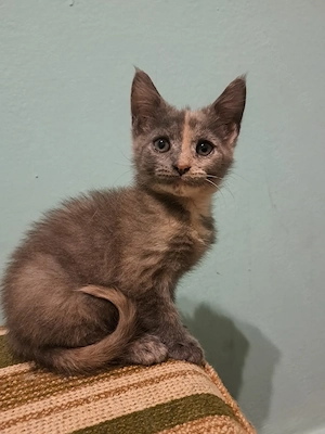 Maine coon mix kis lányok  - kép 5