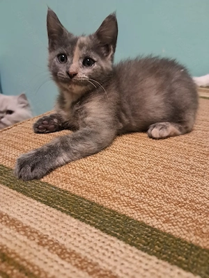 Maine coon mix kis lányok  - kép 7