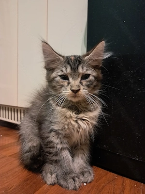 Maine coon mix kis lányok  - kép 3