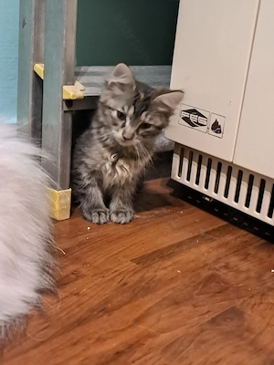 Maine coon mix kis lányok  - kép 2