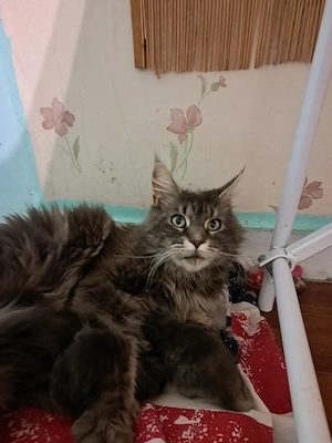 Maine coon mix kis lányok  - kép 10