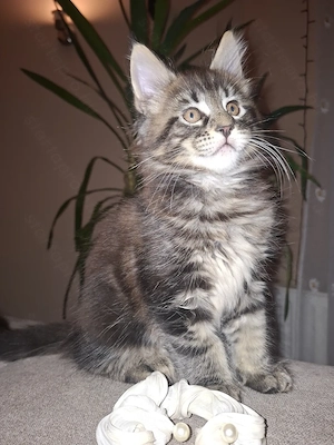 Gyönyörűséges Main Coon kandurka 
