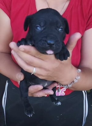 Cane corso kiskutyák  - kép 7
