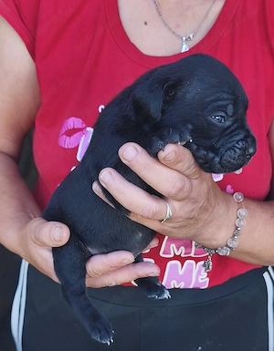 Cane corso kiskutyák  - kép 5