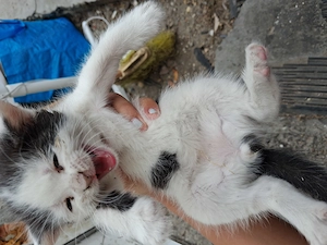 3 kiscicának gazdi kell sürgősen!ingyen szigetszentmiklos - kép 3