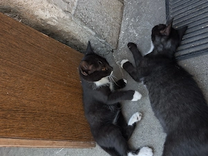 3 kiscicának gazdi kell sürgősen!ingyen szigetszentmiklos - kép 8