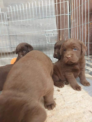 Labrador retriever kiskutyák