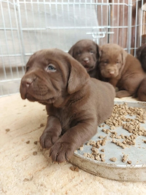 Labrador retriever kiskutyák - kép 2