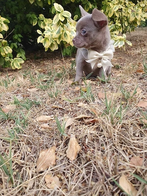 Lila színű csivava Chihuahua kislány 