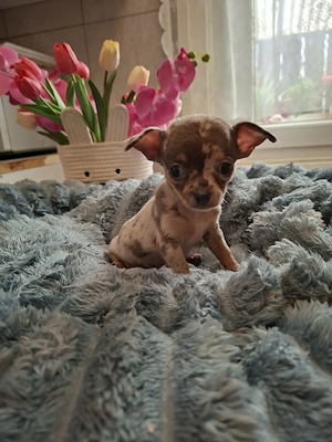 Mini méretű 8 hetes fajtatiszta csivava kisfiú. - kép 2