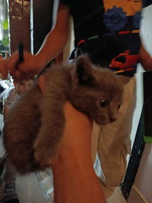 Karthauzi cicák új gazdit keresnek  - kép 5