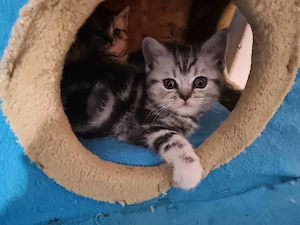 Brit ezüst fekete tabby lány cica - kép 3