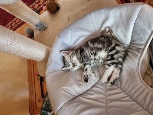 Brit ezüst fekete tabby lány cica - kép 5