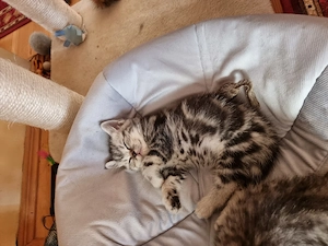 Brit ezüst fekete tabby lány cica - kép 4